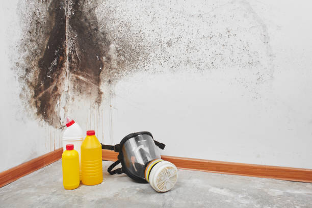 Best Commercial Mold Removal  in Horn Lake, MS