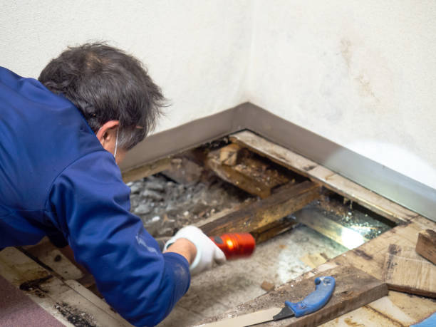 Best Mold Damage Repair  in Horn Lake, MS