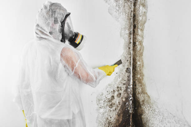 Best Fast Mold Removal  in Horn Lake, MS