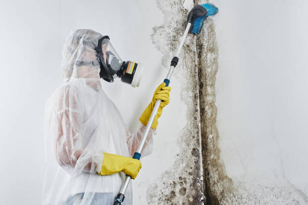 Best Best Mold Removal Companies  in Horn Lake, MS