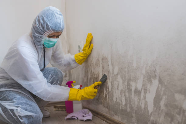 Best Crawl Space Mold Removal  in Horn Lake, MS