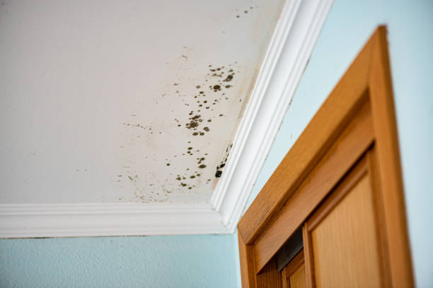 Crawl Space Mold Removal in Horn Lake, MS