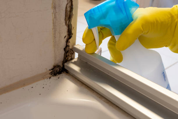 Best Professional Mold Removal  in Horn Lake, MS
