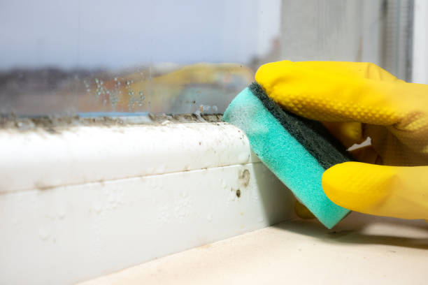 Best Attic Mold Removal  in Horn Lake, MS