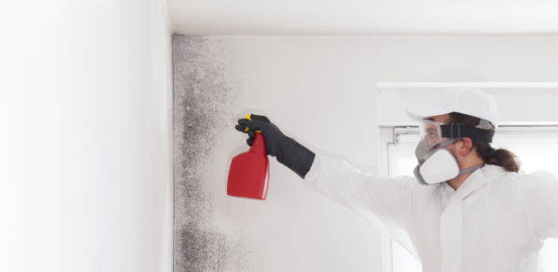 Best Commercial Mold Removal  in Horn Lake, MS