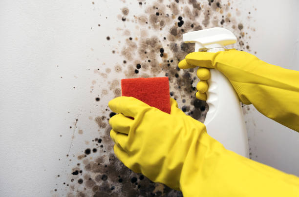 Best Residential Mold Removal  in Horn Lake, MS
