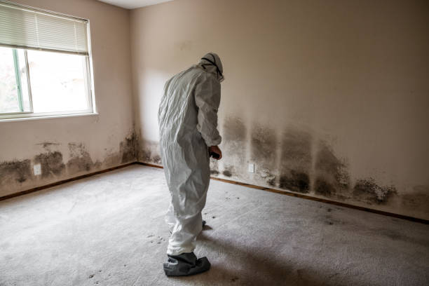 Best Toxic Mold Removal  in Horn Lake, MS
