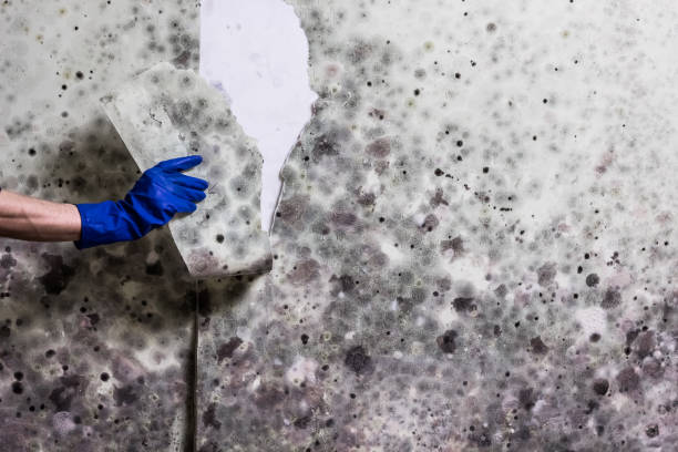 Best Mold Damage Repair  in Horn Lake, MS